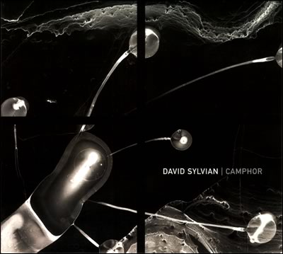 David Sylvian Camphor